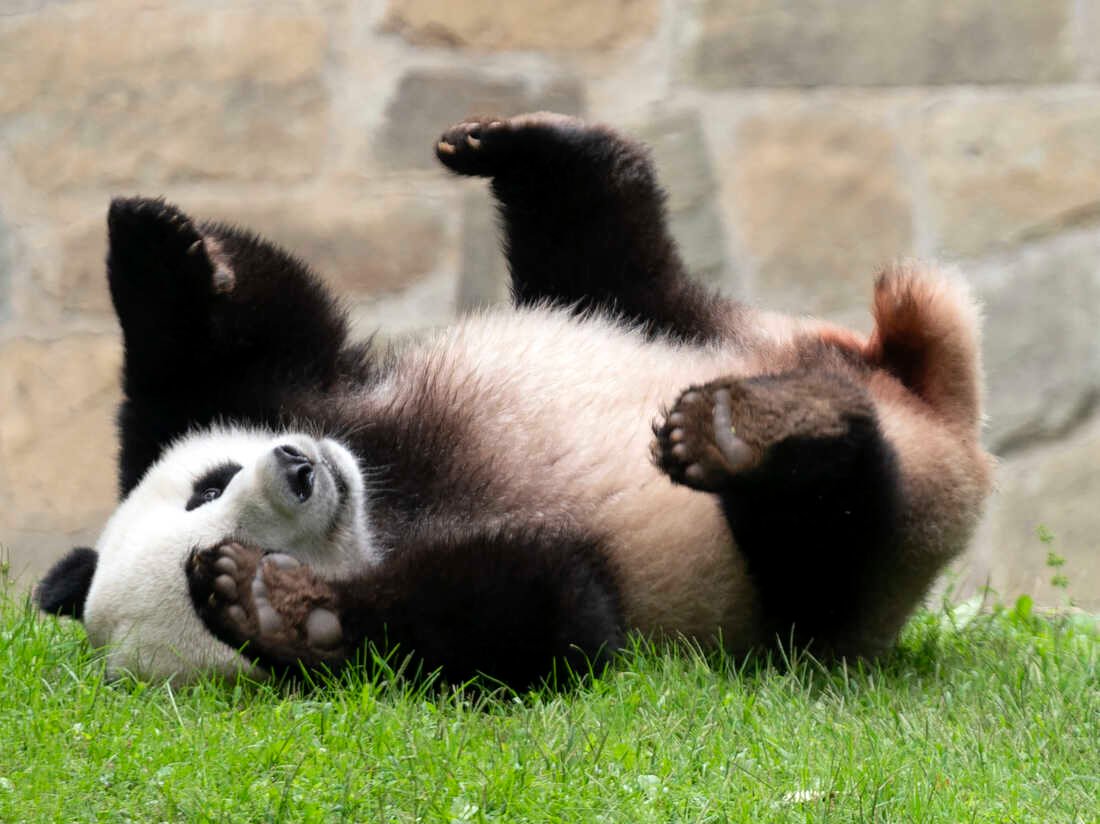 Хятад улс АНУ-ын амьтны хүрээлэнд дахин Панда илгээхээр болжээ